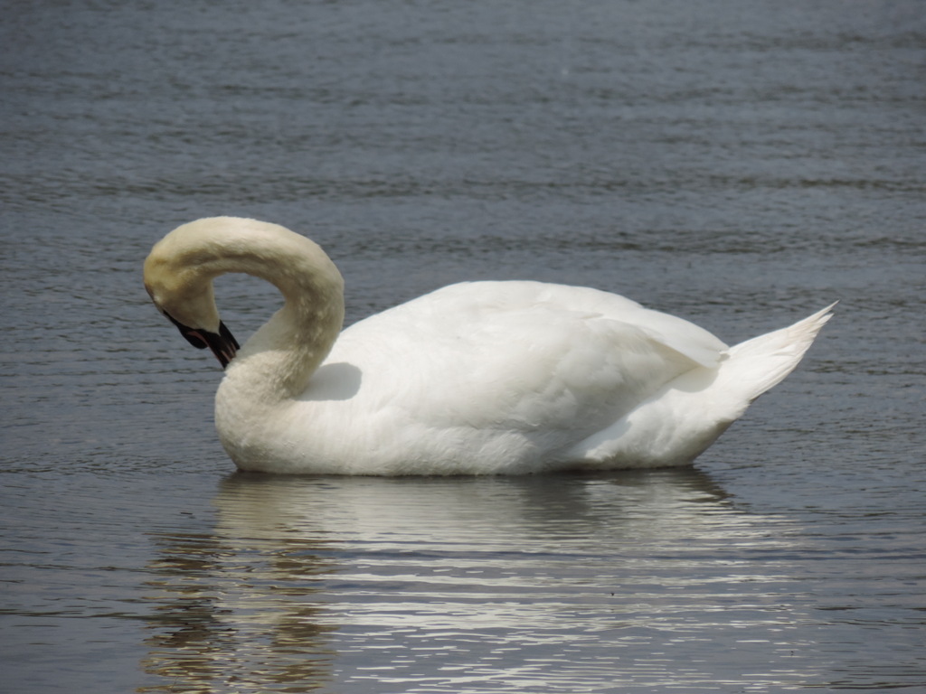 Commerce Lake wlidlife Commerce MI