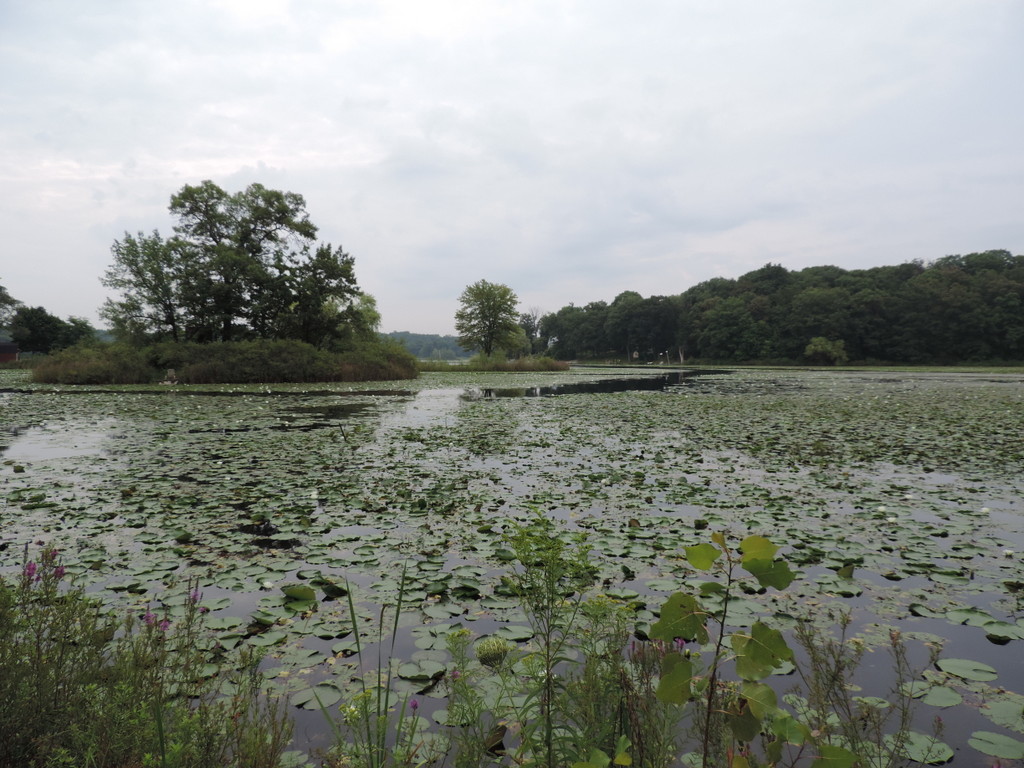 Grass Lake Oakland County MI