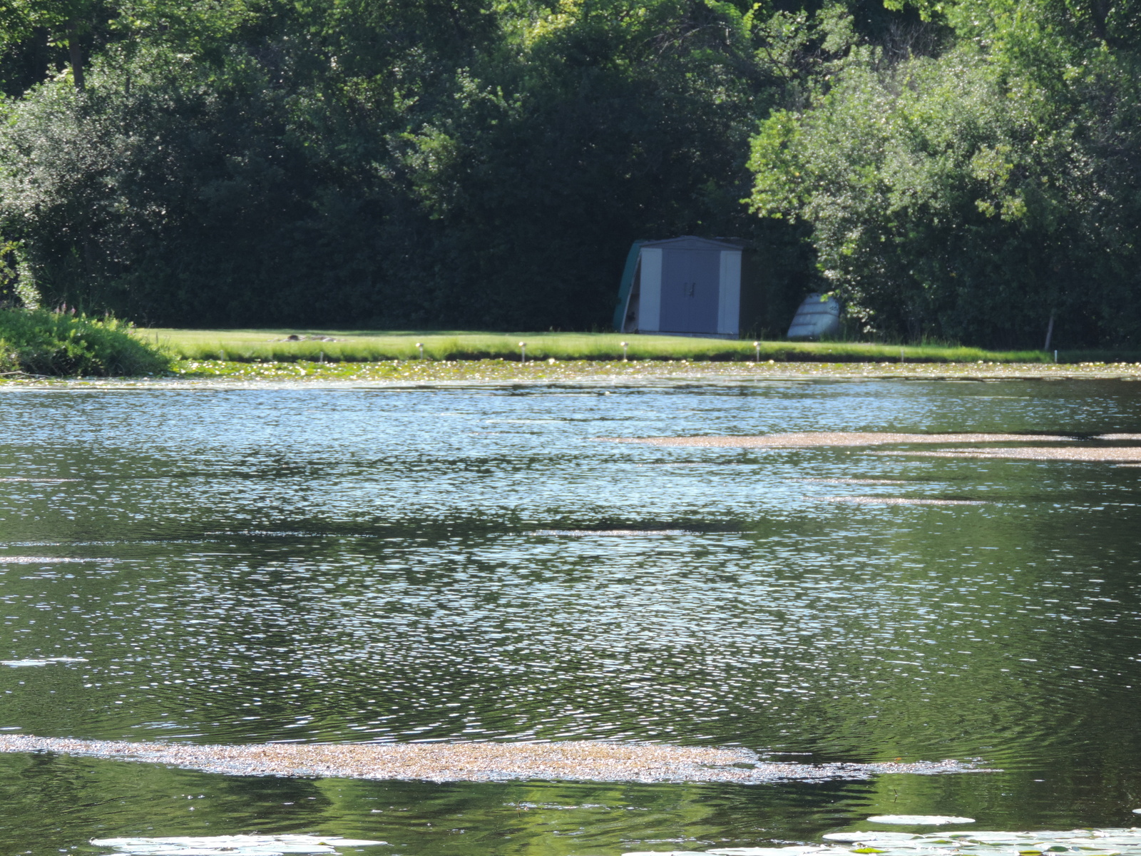 Fiddle Lake Waterford MI