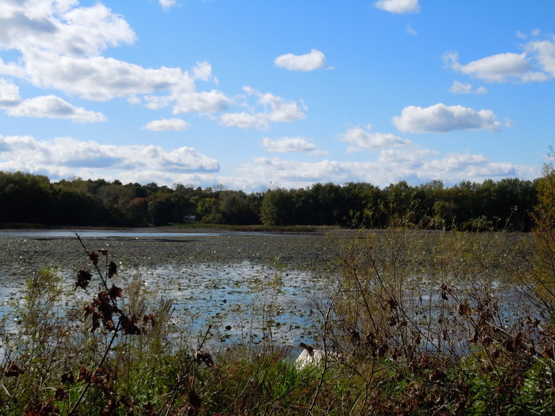 Ackerman Lake Howell MI