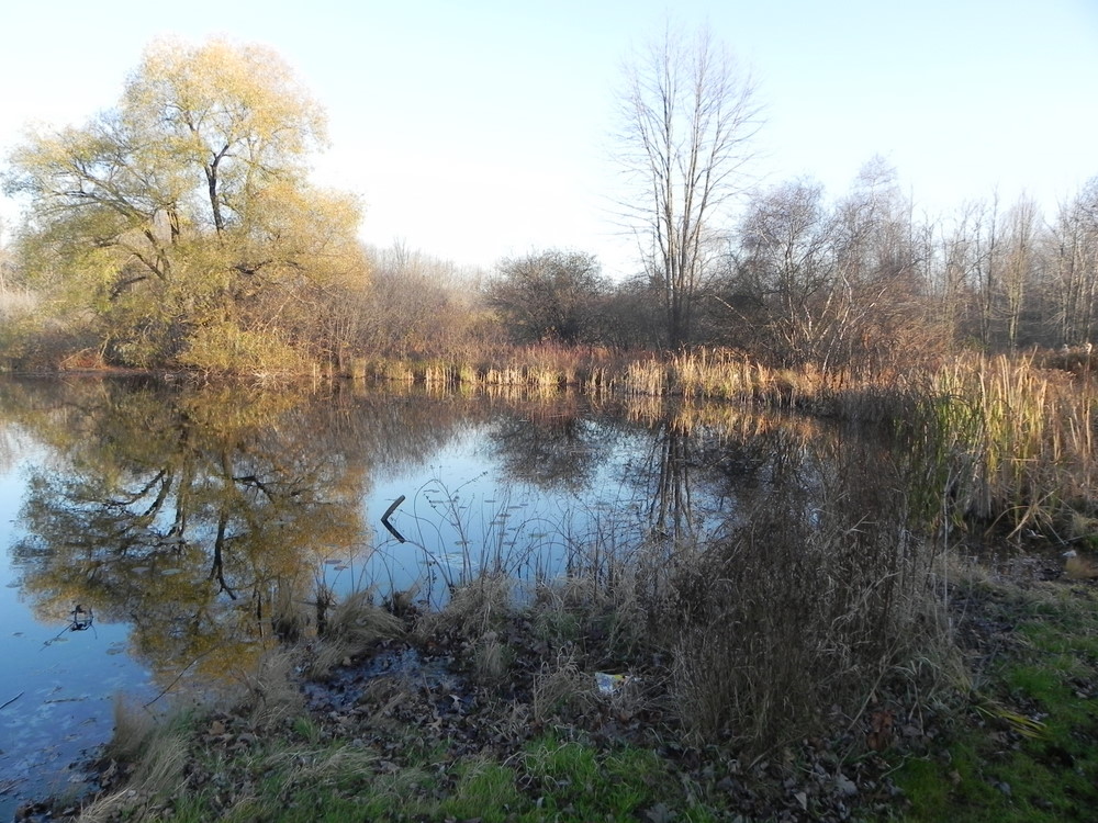 Fiddle Lake in Oakland County MI