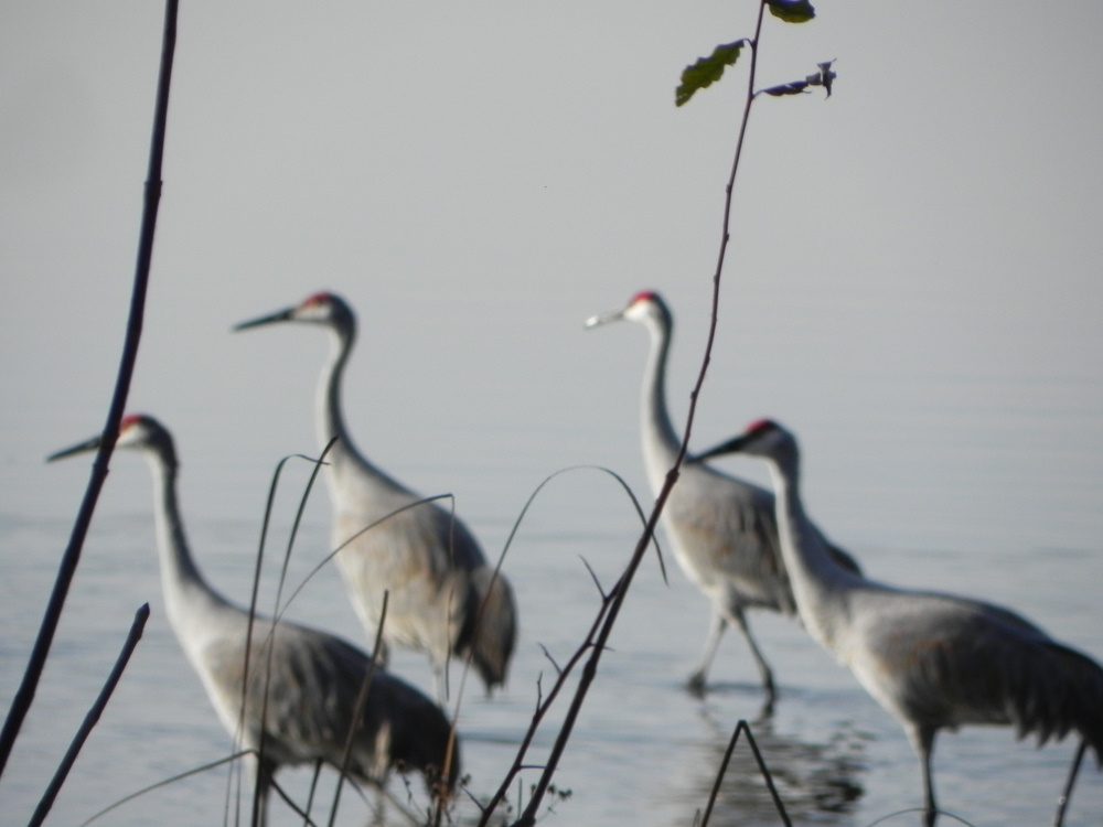 Patterson Lake sandhill cranes Livingston County MI