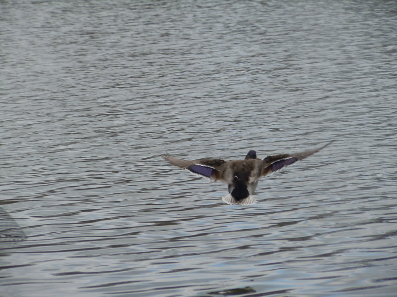 Mandon Lake Oakland County MI