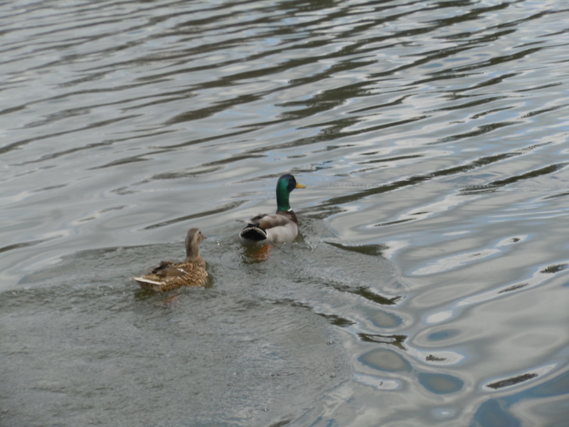 Mandon Lake White Lake MI