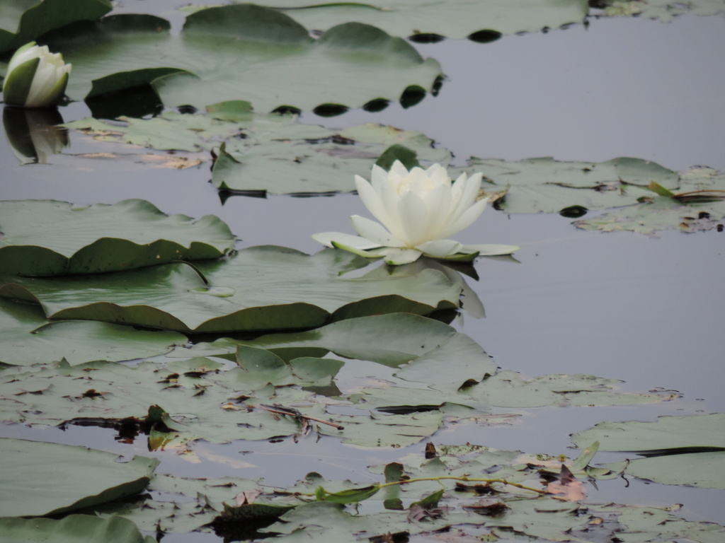 lakes in White Lake Township lily pads