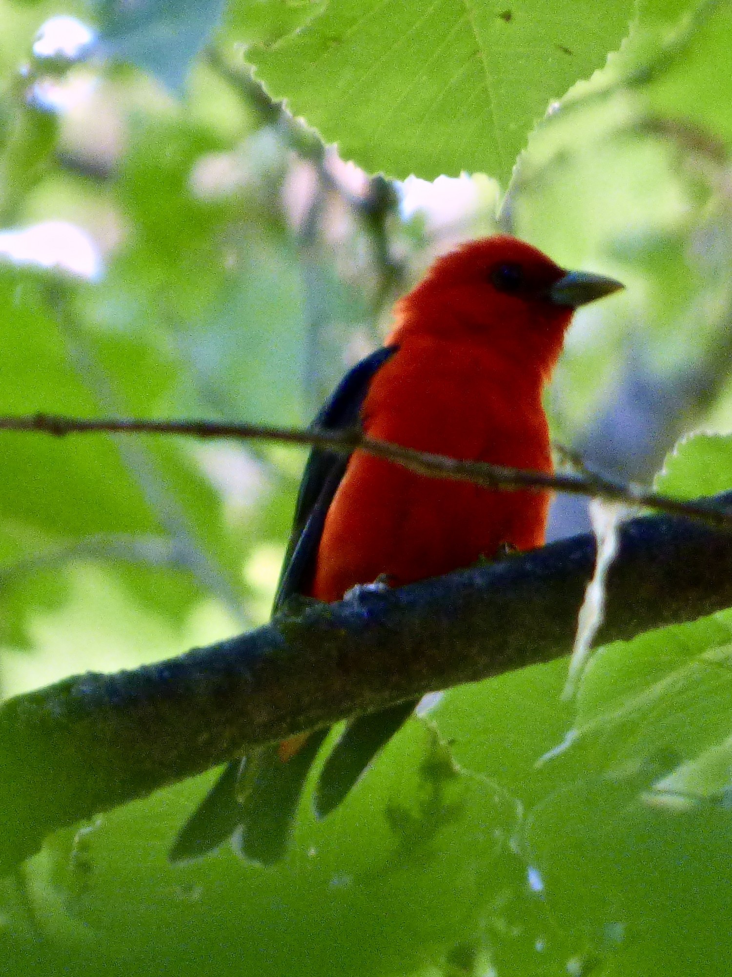 Woodpecker Lake Wildlife