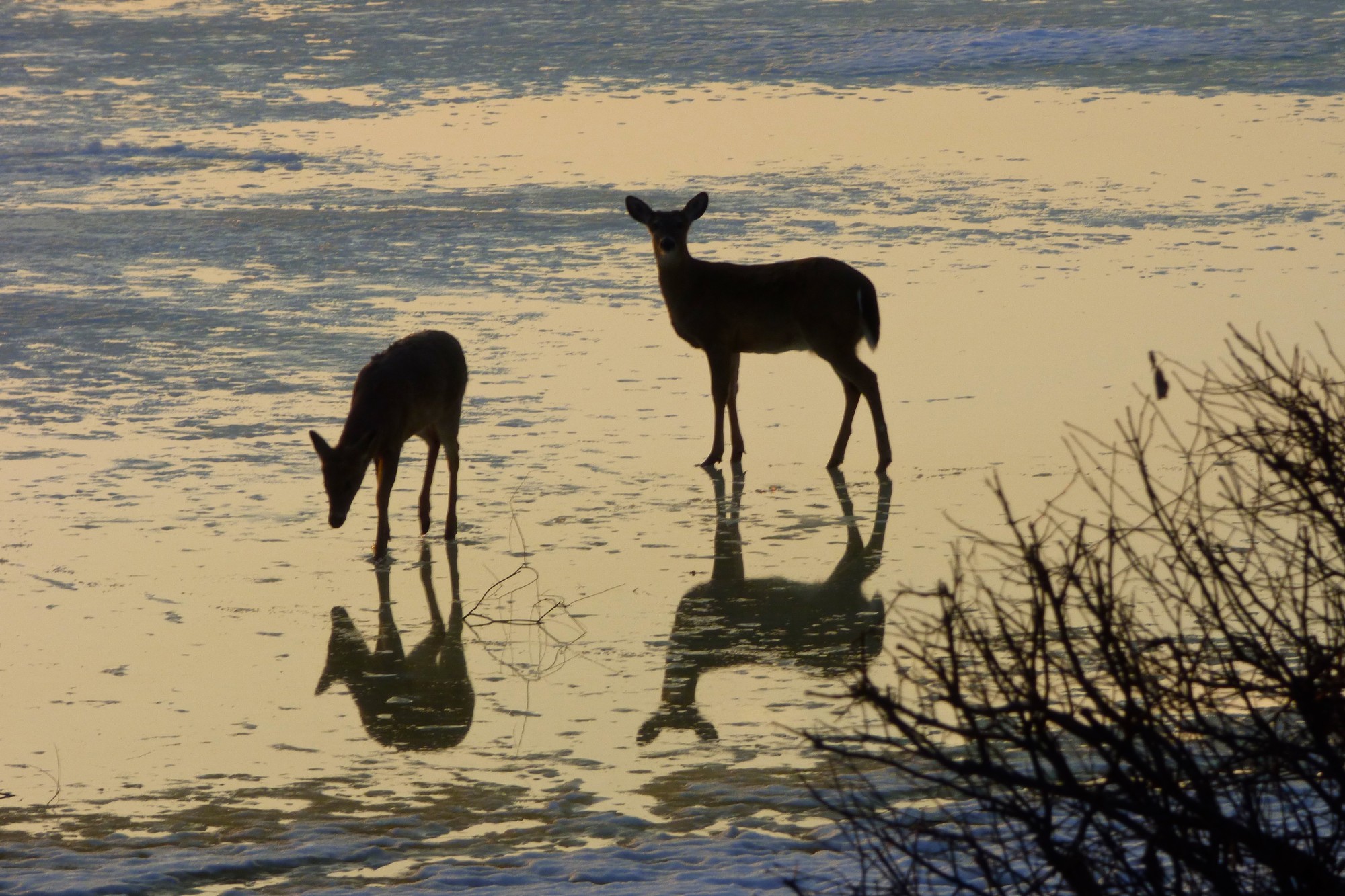 Woodpecker Lake deer
