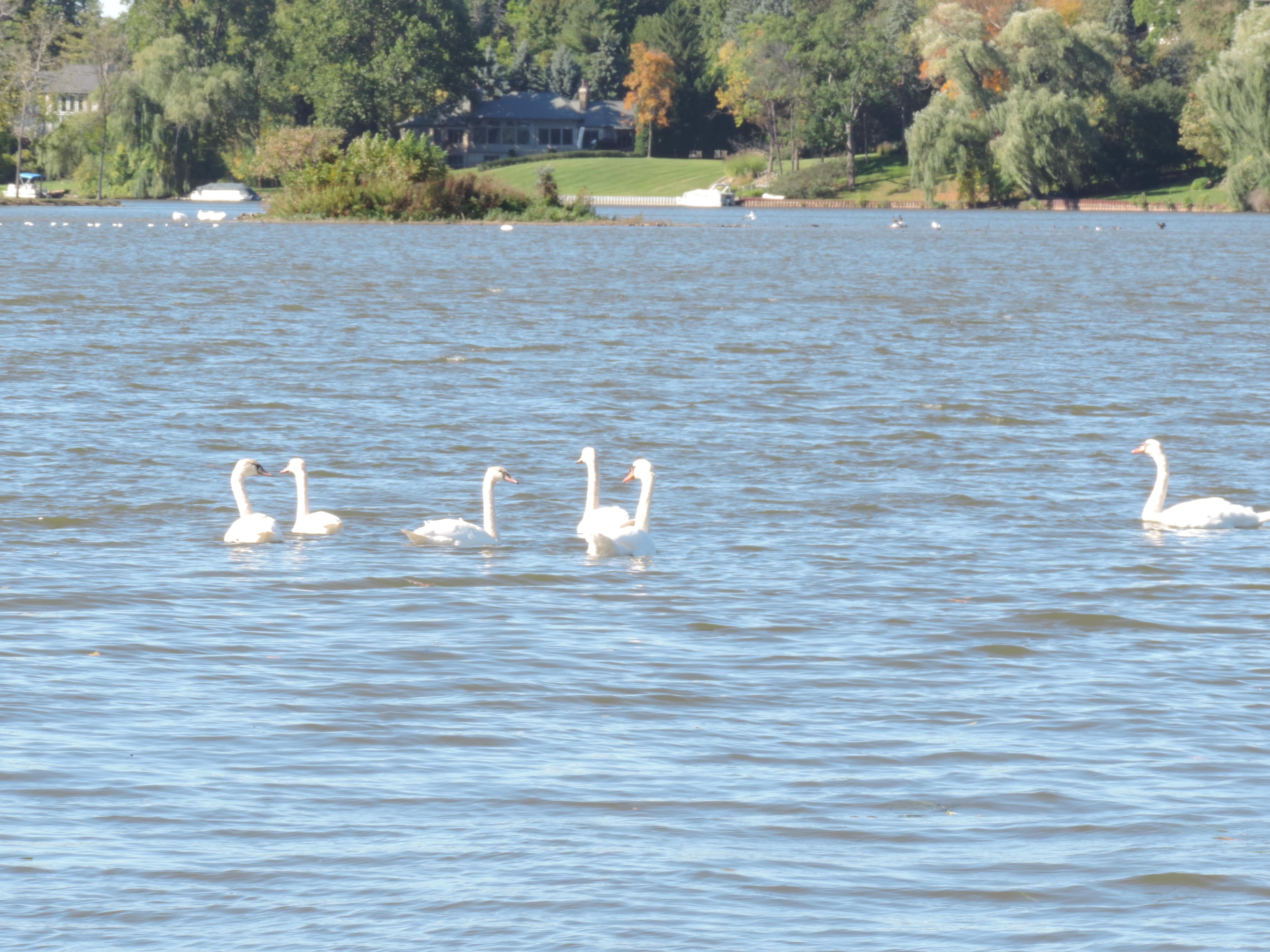 Swans on the lake