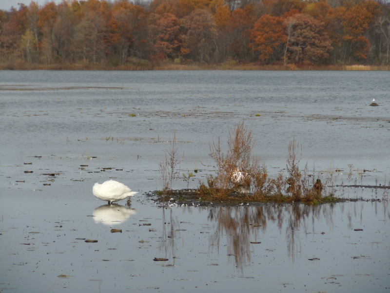 Swan on Grass Lake in Oakland County MI